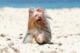 YORKSHIRE TERRIER 145